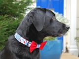 Love how the slider tag compliments the collar