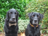 Charlie with his very distinguished tweed collar and Archie with a fun jelly bean collar with bow tie