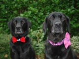 Molly with her pretty flower on her hearts collar and her son Stanley (on the left)
