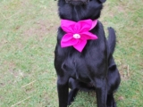 Maggie with a very cute flower on her collar.