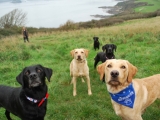 Having fun on a walk showing off their new collars!