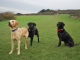 Melvin, Molly and Maggie