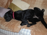 Molly