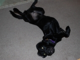 Stretching Stanley