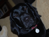 Molly