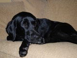 Molly