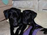 Archie and Stanley cuddled up with each other