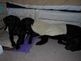 cosy doggies