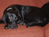 Our dogs are NOT allowed on the sofa! ha ha!