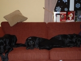 never ever on the sofa!