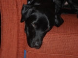 Archie