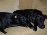 Stanley and Archie having a cuddle up