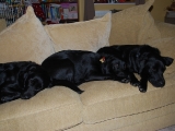 Molly, Stanley and Archie