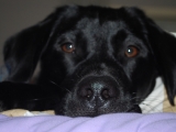 Stanley