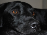 Archie
