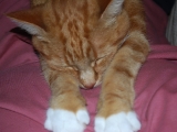 Lucy (Im sure she thinks she a labby!)