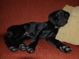 Stanley