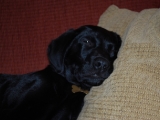 Stanley