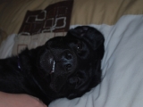 stan