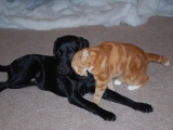 stanley_lucy